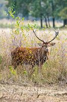 nice buck