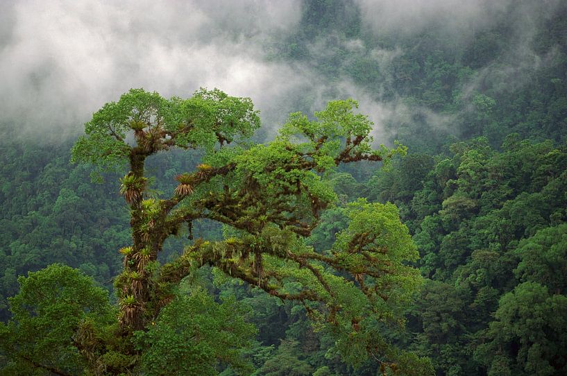 Crown of emergent rainforest tree covered in epiphytes in montane tropical rainforest by Nature in Stock