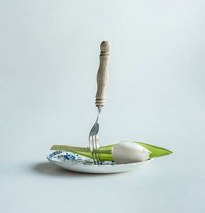 Zeit zum Abendessen!    Weiße Tulpe
