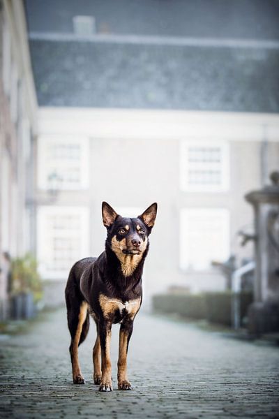 Australische kelpie hond in de stad van Lotte van Alderen