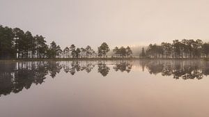Schwedische Symmetrie - Baumreihe und aufgehende Sonne am See an einem nebligen Morgen
