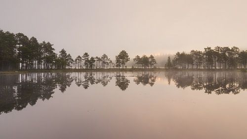 Zweeds symmetrie - bomenrij en opkomende zon aan het meer tijdens een mistige ochtend