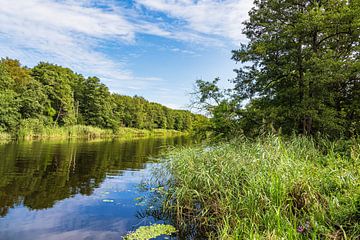 Uitzicht over de Warnow met bomen en riet nabij Papendorf van Rico Ködder