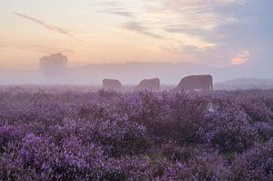 Lande brumeuse et pourpre avec les Highlanders écossais