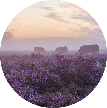 Mistige paarse heide met Schotse hooglanders van Tim Vlielander