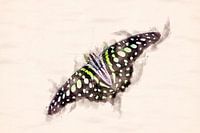Graphium agamemnon butterfly (watercolor edit)