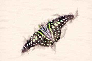 Papillon Graphium agamemnon (montage aquarelle)