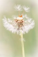 Macro photo of dandelion fluff