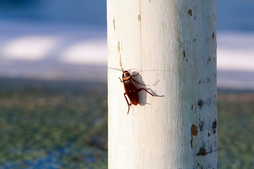 Sunbathing cockroach on a pole by Peter de Kievith Fotografie