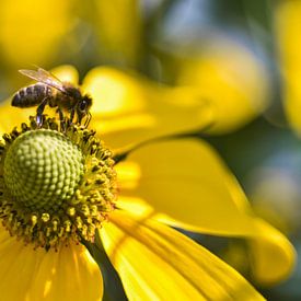 Gelbe Blume mit Biene - Sonnenhut - Rudbeckia von Vinte3Sete