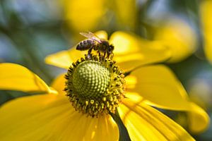 Gele bloem met Bij - Zonnehoed - Rudbeckia