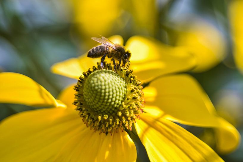 Fleur jaune avec abeille - Chapeau de soleil - Rudbeckia par Vinte3Sete