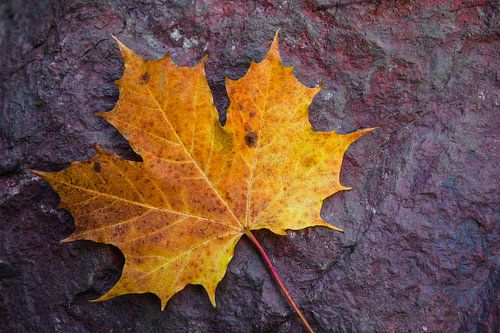 Herfstblad op een rots