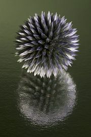 Die Geduld der Natur: Ein Stillleben einer Kugeldistel von Marjolijn van den Berg