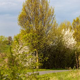 Frühling beim Dorf Hoben von Holger Felix