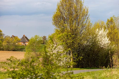 Lente in het dorp Hoben