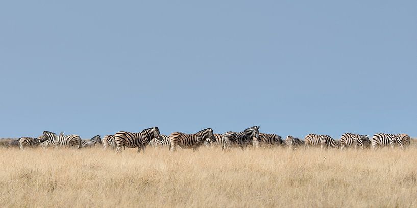 zebra stripes van Aline van Weert