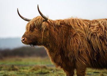 Scottish highlanders ( highland cow) viewed from the side by Chihong