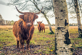 Schotse Hooglanders op Jiltdijksheide (Westerkwartier) van Martijn van Dellen