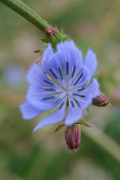 Prachtig blauw gekleurde bloem van Sandra Kulk