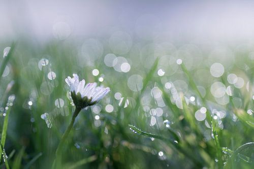 Morning glory (marguerite du matin parmi les gouttes de rosée) sur Birgitte Bergman