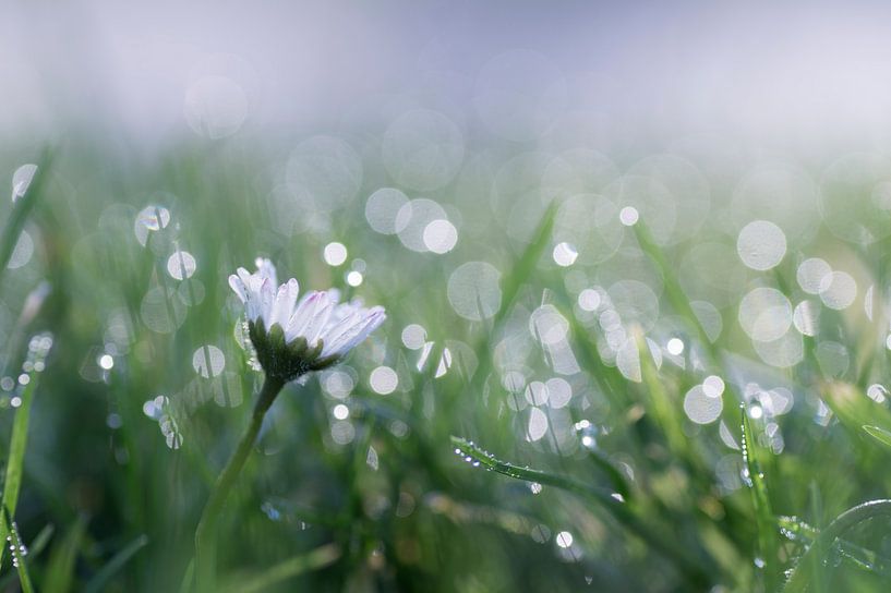 Morgenlatte (Gänseblümchen zwischen Tautropfen) von Birgitte Bergman