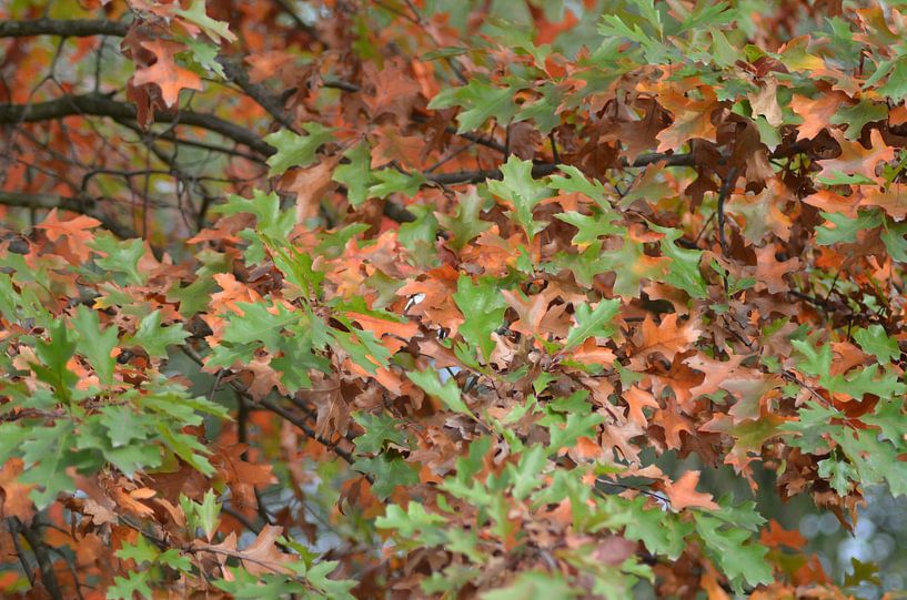 Herfst van Joyce Derksen