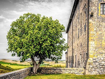 Vijgenboom bij klooster, Sant'Anna in Camprena, Toscane, Italië. van Jaap Bosma Fotografie