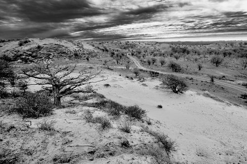 Amsterdamse Waterleiding Duinen