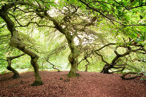 Süntel beukenbomen in herfstlicht