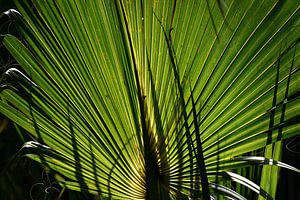 Palmblad in tegenlicht (Florida, USA) van Rini Kools
