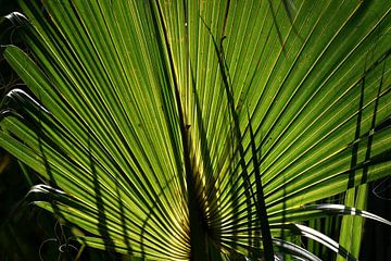Palmblad in tegenlicht (Florida, USA) van Rini Kools