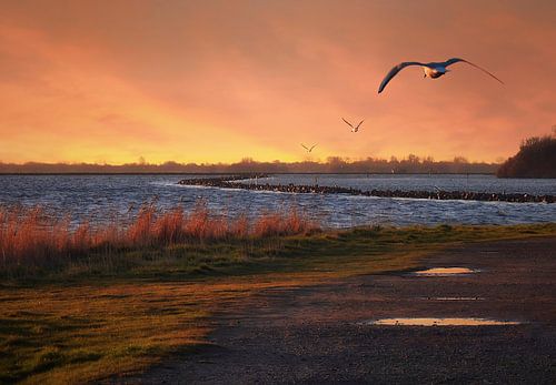 Meeuwen over het Grevelingenmeer