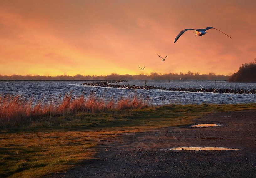 Möwen über dem Grevelinger See von Maickel Dedeken