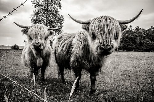 Black and white picture of Highland Cows in The Netherlands