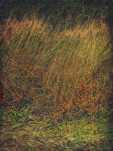 FLAX HARVEST by ASTR