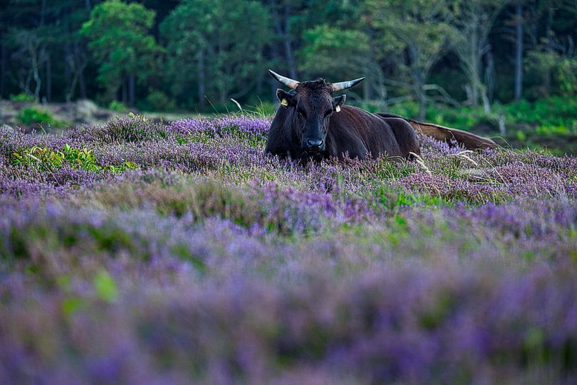 Ruminating in the moors. by peterheinspictures