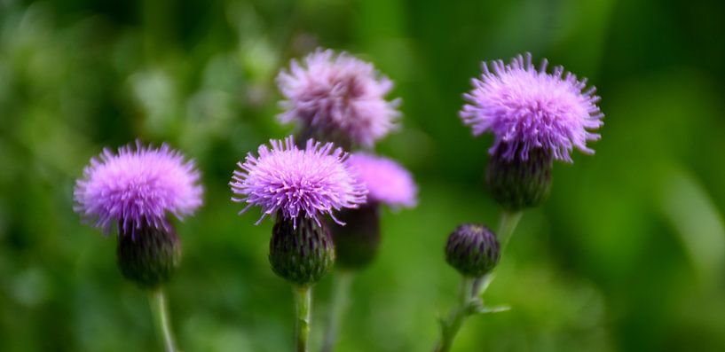 Thistle flowers in summer by Claude Laprise