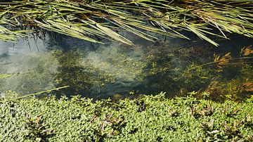 Eau claire et plantes aquatiques vertes sur Sara in t Veld Fotografie