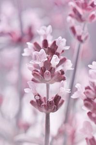 Lavendel