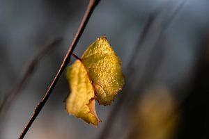 Herbstblatt mit Tautropfen