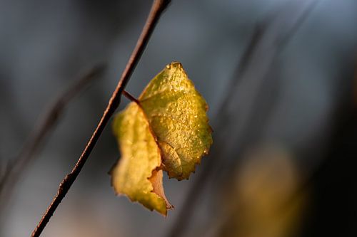 autumn leaf with dewdrops