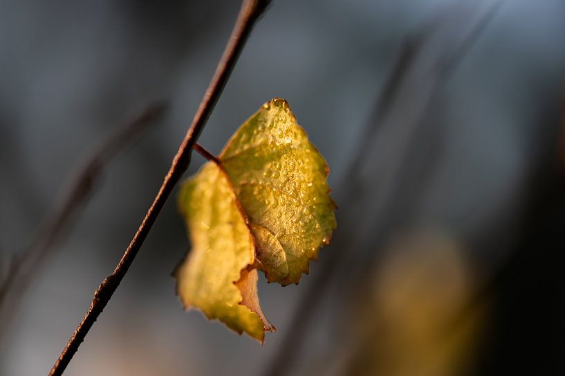 autumn leaf with dewdrops by Tania Perneel