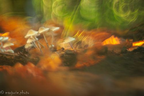 Champignon sur Marjorie Ruts