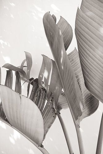 Strelitzia Nicolai in sunlight - Black and white