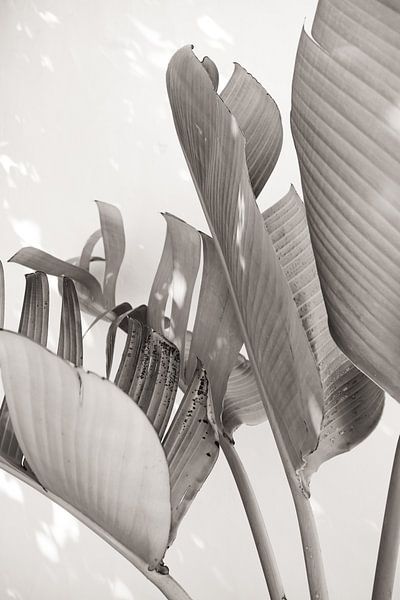 Strelitzia Nicolai au soleil - Noir et blanc par Photo Atelier