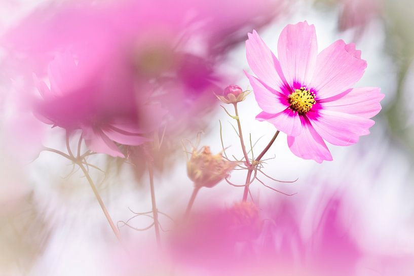 Gorgeous Cosmea by Bob Daalder