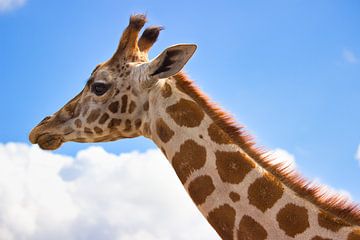 Nubische giraffe van Rob Legius