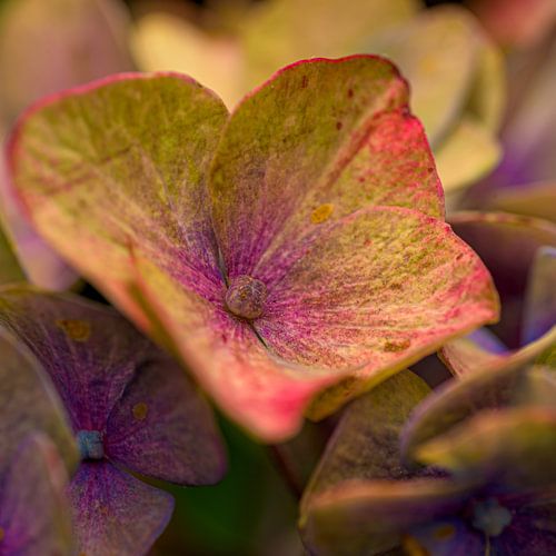 Mehrfarbige Hortensie