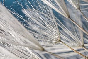 Des lignes de peluches blanches d'une étoile du matin. sur Marjolijn van den Berg